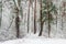 Winter forest during a heavy snowfall