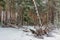 Winter forest. A heavy snowfall covered the trees.