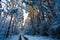 Winter forest. High conifers covered with snow. Tracks in woods