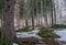 Winter forest in Karkonosze