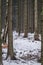 Winter forest in Karkonosze NAtional Park