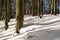 Winter forest at Karlovy Vary, the Czech Republic