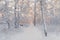 Winter Forest Landscape. Beautiful Winter Morning In A Snow-Covered Birch Forest. Snow Covered Trees In The Winter Forest. Real Ru