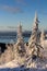 Winter forest landscape, Kola Peninsula, Russia