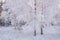 Winter Forest Landscape In Pink Tones. Morning Winter Birch Forest.Beautiful Winter Birch Forest Covered With Hoarfrost. Sun, Snow