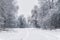 Winter forest landscape with snow-covered trees and a snowy path and snowdrifts