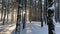 Winter forest landscape and sunset,video