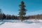 Winter forest landscape. Taiga in the winter. Siberian forest in winter. Snow covered trees. Christmas trees under the snow