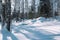 Winter forest landscape. Taiga in the winter. Siberian forest in winter. Snow covered trees. Christmas trees under the snow