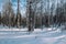 Winter forest landscape. Taiga in the winter. Siberian forest in winter. Snow covered trees. Christmas trees under the snow