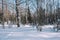 Winter forest landscape. Taiga in the winter. Siberian forest in winter. Snow covered trees. Christmas trees under the snow