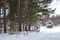 Winter forest landscape with timber fence. Dark silhouettes of snow-covered bare trees in a winter forest on a cloudy day