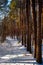 Winter forest landscape under light snow at sunset in Puszcza Kampinoska Forest in Palmiry near Warsaw  Poland