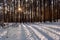 Winter forest landscape under light snow at sunset in Puszcza Kampinoska Forest in Palmiry near Warsaw  Poland