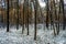 Winter forest landscape under light snow at sunset in Puszcza Kampinoska Forest in Palmiry near Warsaw  Poland