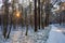 Winter forest landscape under light snow at sunset in Puszcza Kampinoska Forest in Palmiry near Warsaw  Poland