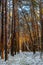 Winter forest landscape under light snow at sunset in Puszcza Kampinoska Forest in Palmiry near Warsaw  Poland