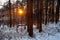 Winter forest landscape under light snow at sunset in Puszcza Kampinoska Forest in Palmiry near Warsaw  Poland