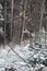 Winter forest. Landscape of winter forest on a sunny day. Snow-covered trees and Christmas trees in the forest. Branches under th