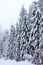 Winter forest with large snow covered fir trees