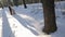 In the winter forest, a long shadow from the sun falls from the couple.