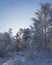 winter forest. A magical snowy forest scene, featuring towering trees covered in a fresh blanket of snow