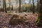 Winter forest with mossy stone as the day comes to an end