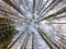 Winter forest in the mountains a blue sky background. Snowy wood captured with Fish-Eye lens. Bottom view on birch trees. Cloudy s