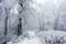 Winter forest in the mountains. Majestic winter trees