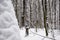 Winter forest. Nature in winter season. Winter landscape of snowy forest. Seasonal trees with snow. Natural landscape in winter