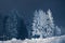 Winter forest at night. Christmas trees in the snow. Christmas background