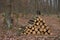 Winter forest, no snow, yellow and brow leaves, wood piles trees, sawn wood, stacked tree trunks, lumber