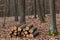 Winter forest, no snow, yellow and brow leaves, wood piles trees, sawn wood, stacked tree trunks, lumber