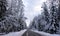 Winter forest panorama motor road