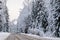 Winter forest panorama motor road