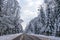 Winter forest panorama motor road