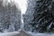 Winter forest panorama motor road