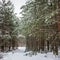 Winter forest path scene