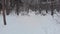 Winter forest, people walk along the path. A lot of snow, snowdrifts and trees in the snow.