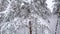 Winter forest pines, aerial upwards movement.