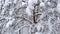 Winter forest pines, aerial upwards movement.