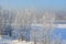 Winter in the forest on river coast. The trees are covered with hoarfrost.