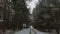 Winter forest road, pine trees