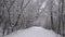 Winter forest road, trees without leaves covered with snow.