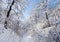 Winter forest road under crown of trees