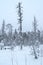 Winter forest in the Russian taiga forest