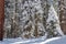 Winter forest in Sequoia National Park