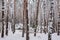 In the winter forest, the severity of the snow breaks the trees