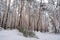 In the winter forest, the severity of the snow breaks the trees
