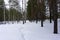 Winter forest shadow siberia snowflakes trunk walk .